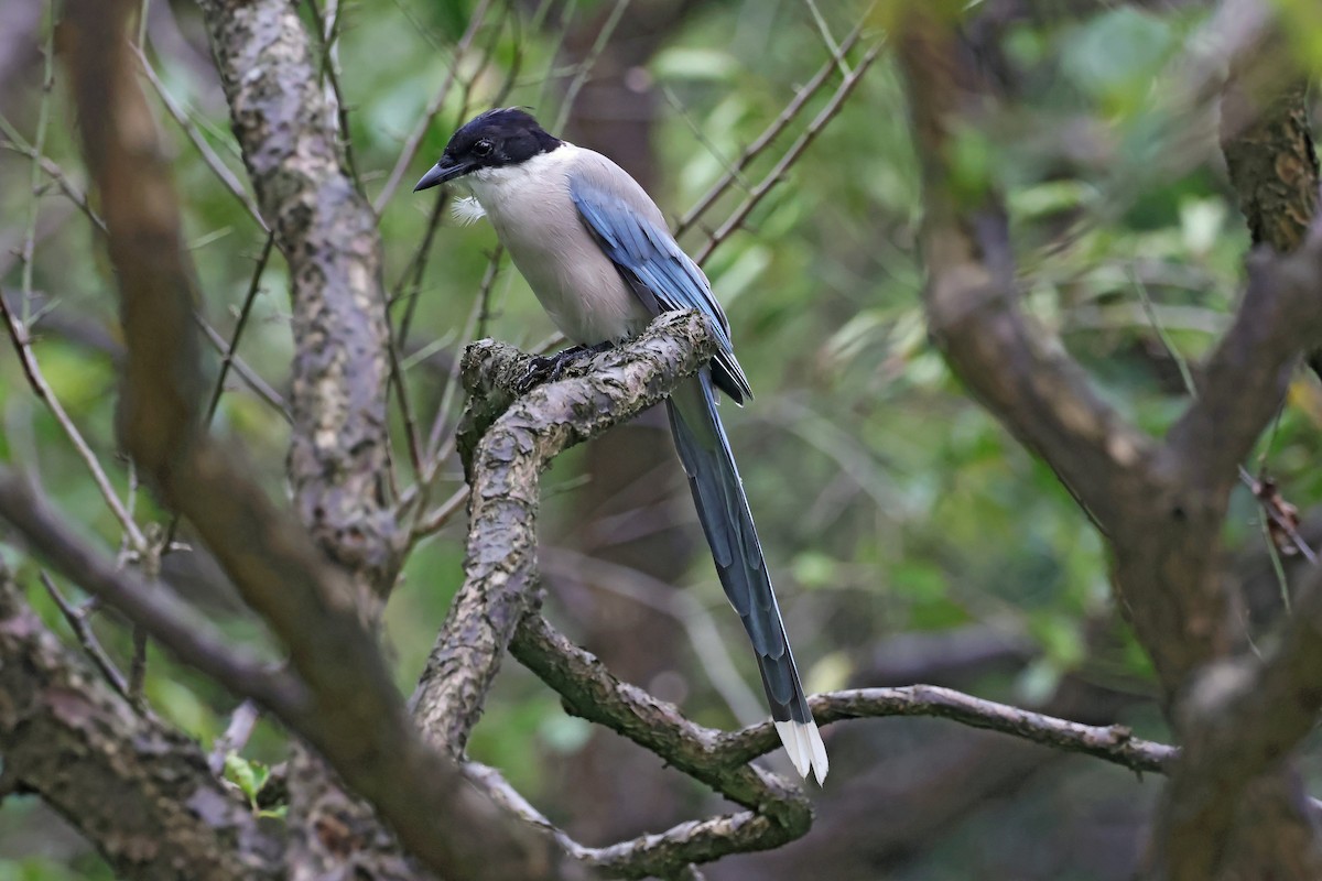 Azure-winged Magpie - ML643790107