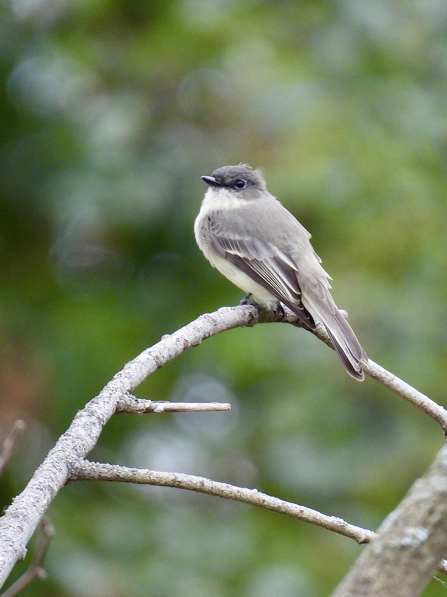 Eastern Phoebe - ML643790108