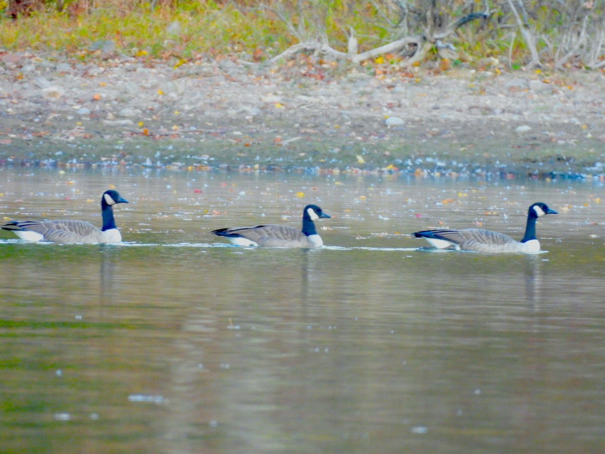 Canada Goose - ML643790111