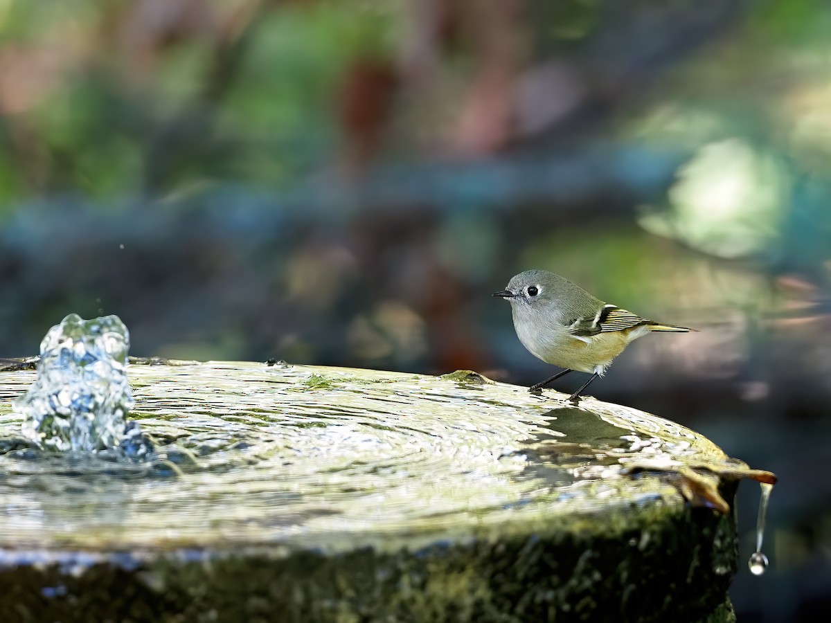 Ruby-crowned Kinglet - ML643790118