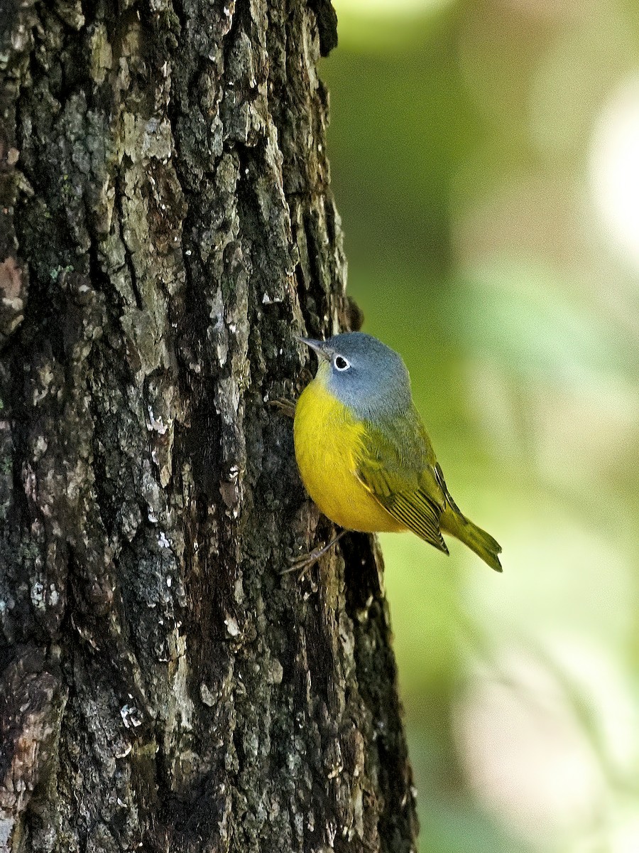 Nashville Warbler - ML643790128