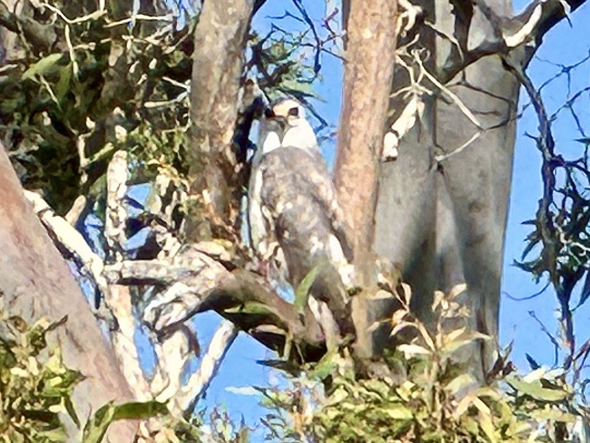 Gray Goshawk - ML643790139