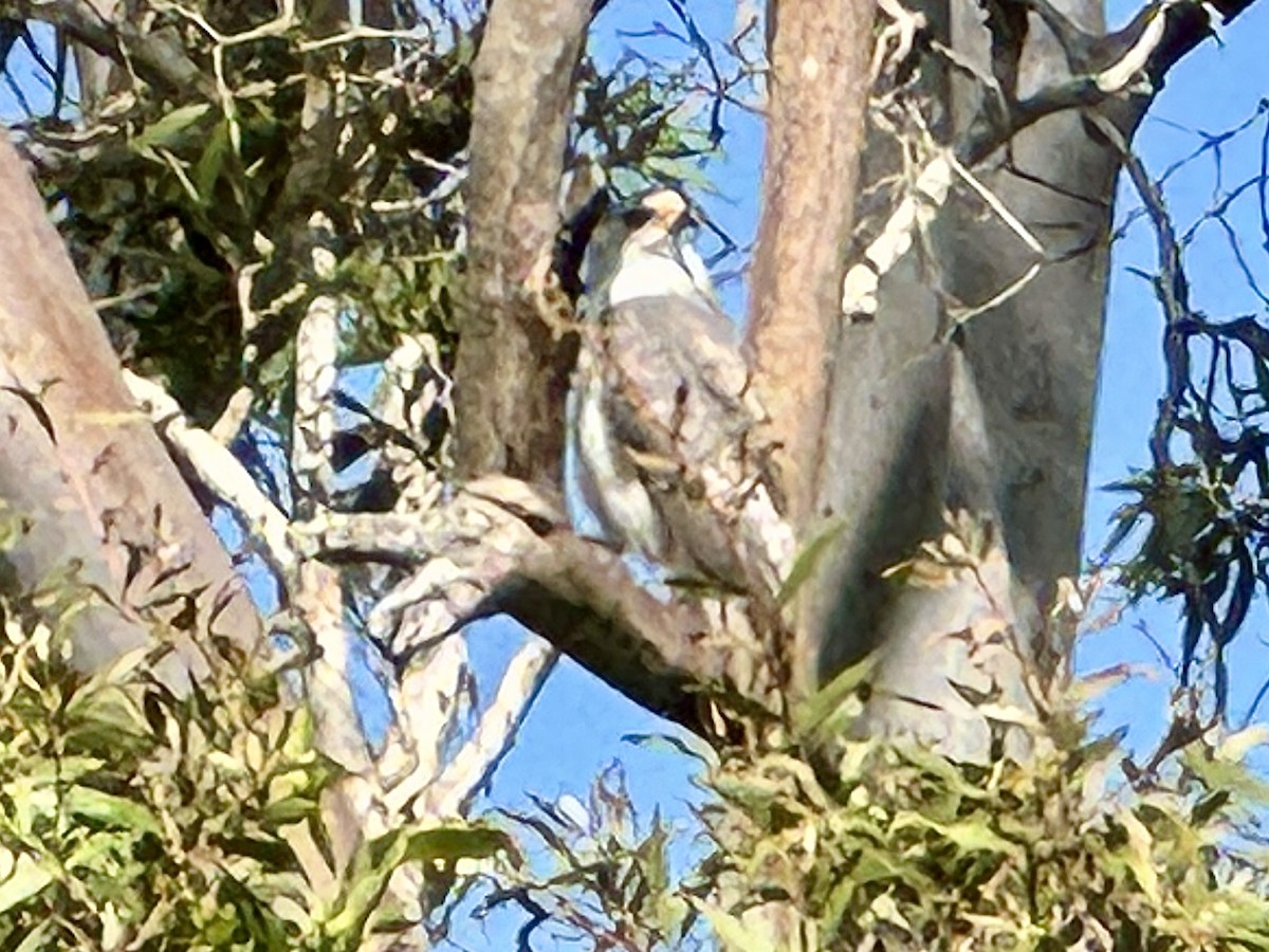 Gray Goshawk - ML643790140