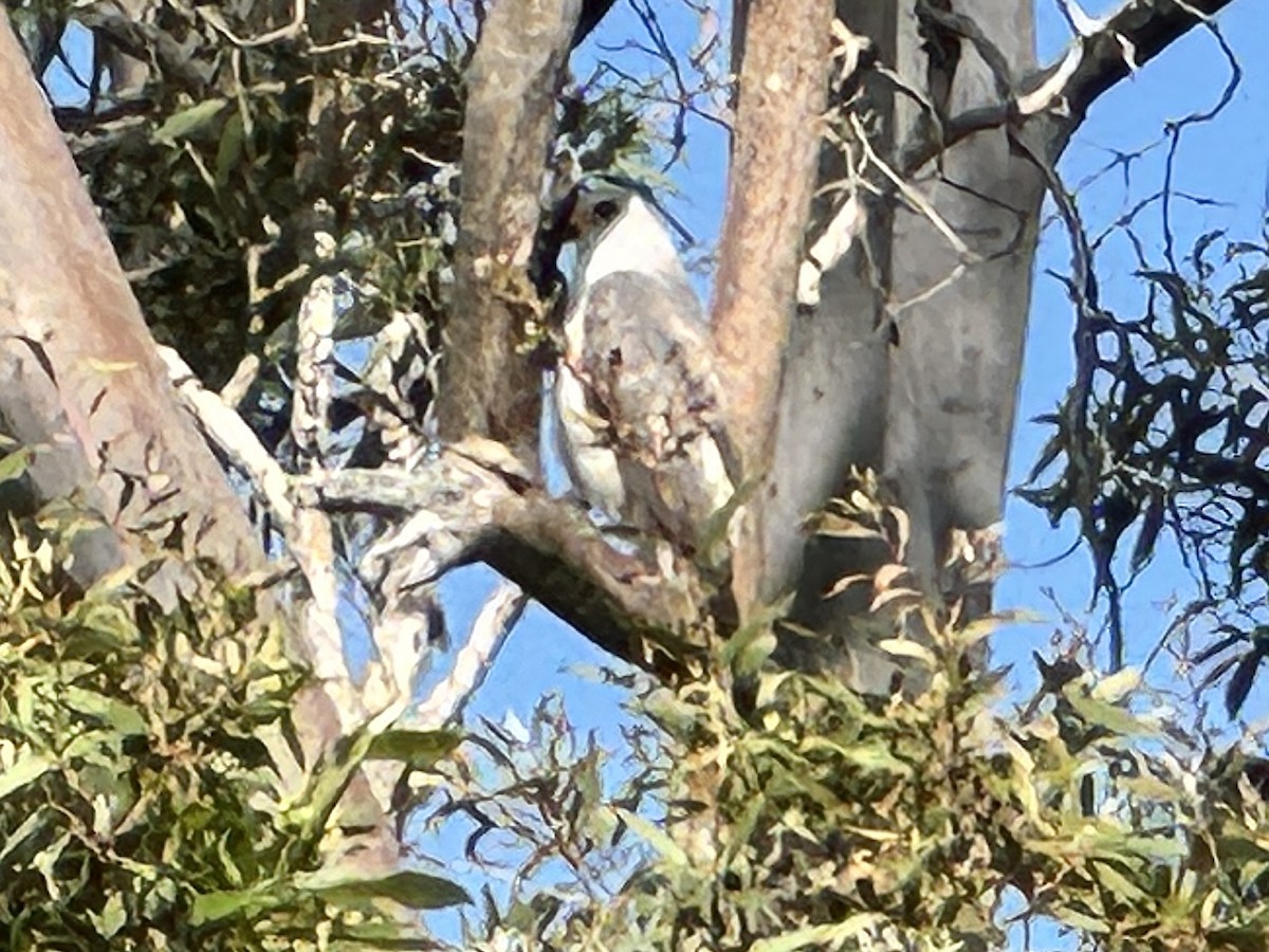 Gray Goshawk - ML643790141