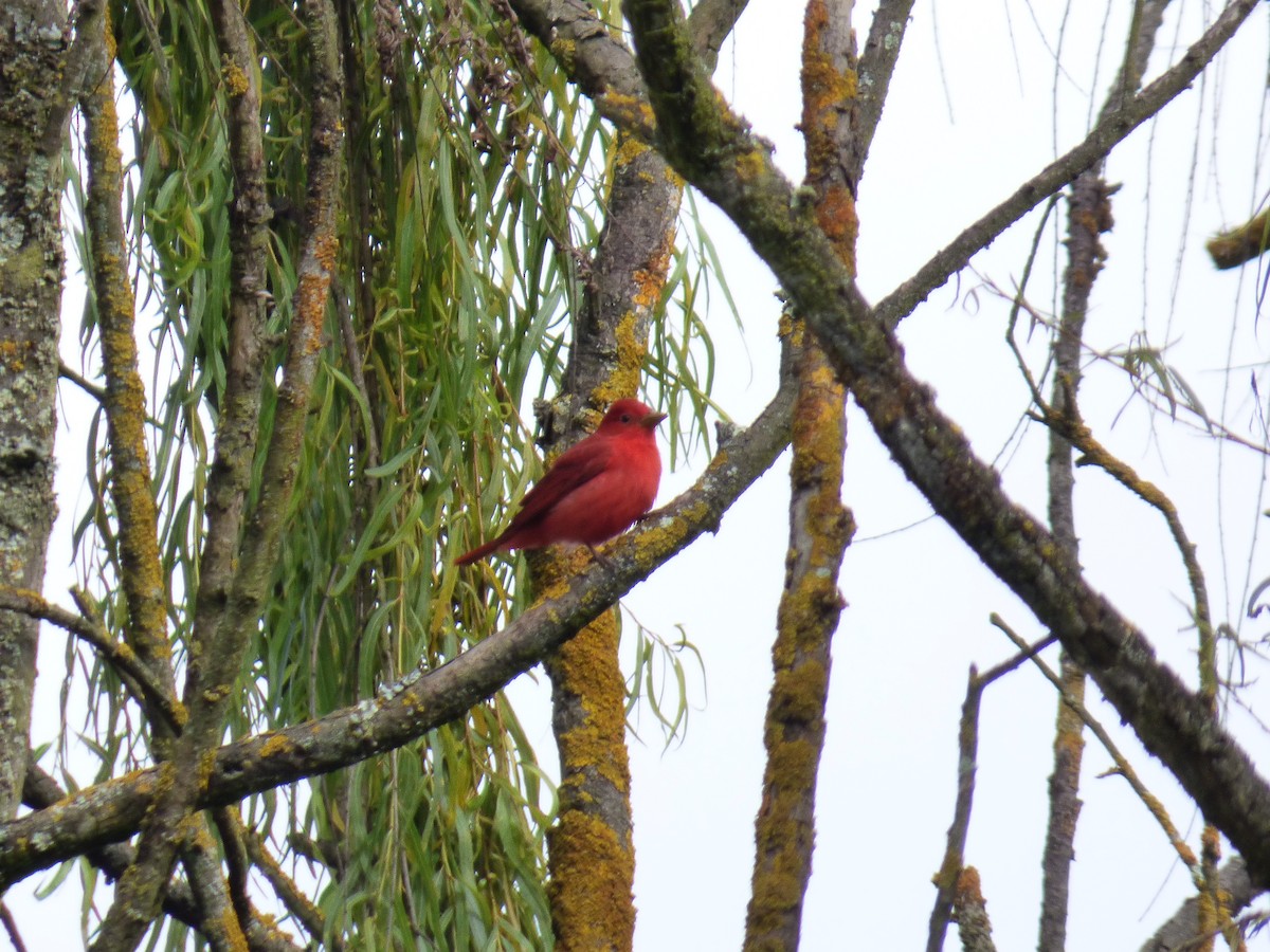 Summer Tanager - ML643790147