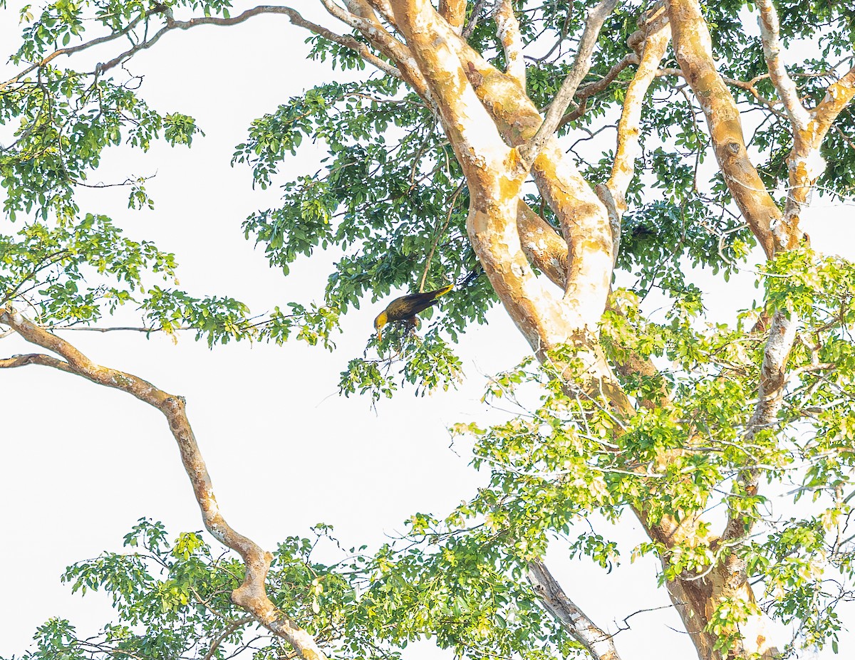 Green Oropendola - ML643790149