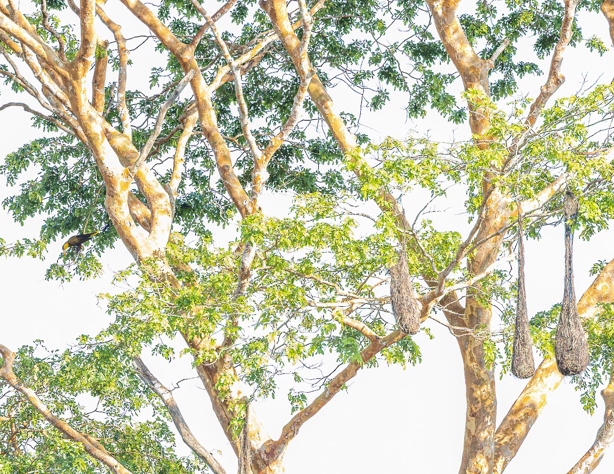 Green Oropendola - ML643790150