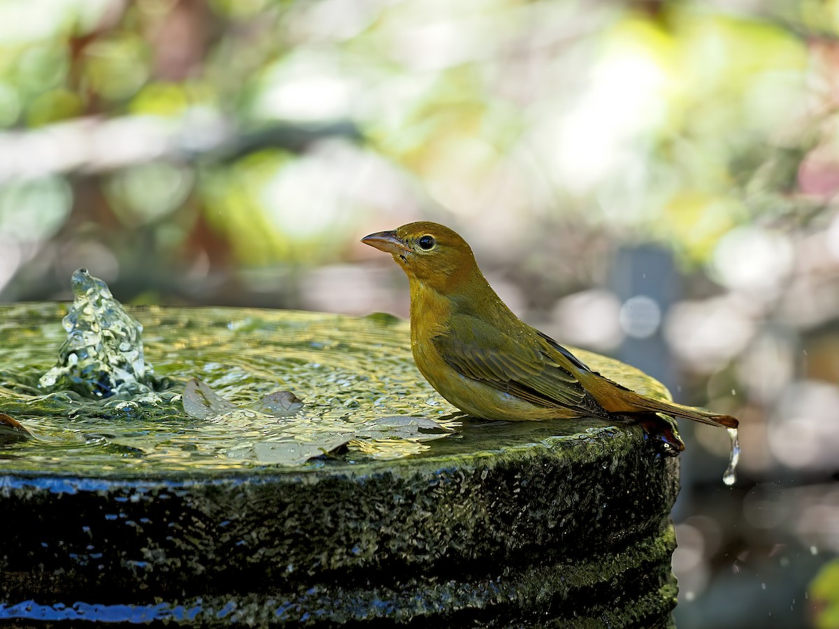 Summer Tanager - ML643790151