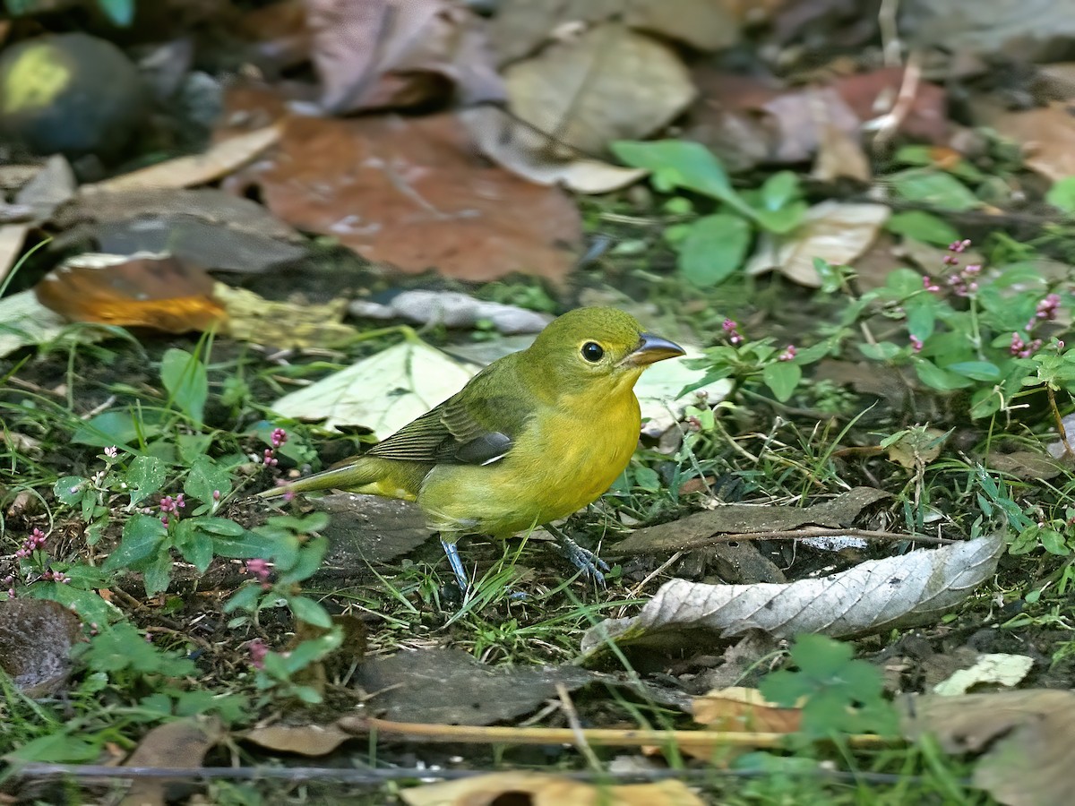 Scarlet Tanager - ML643790163