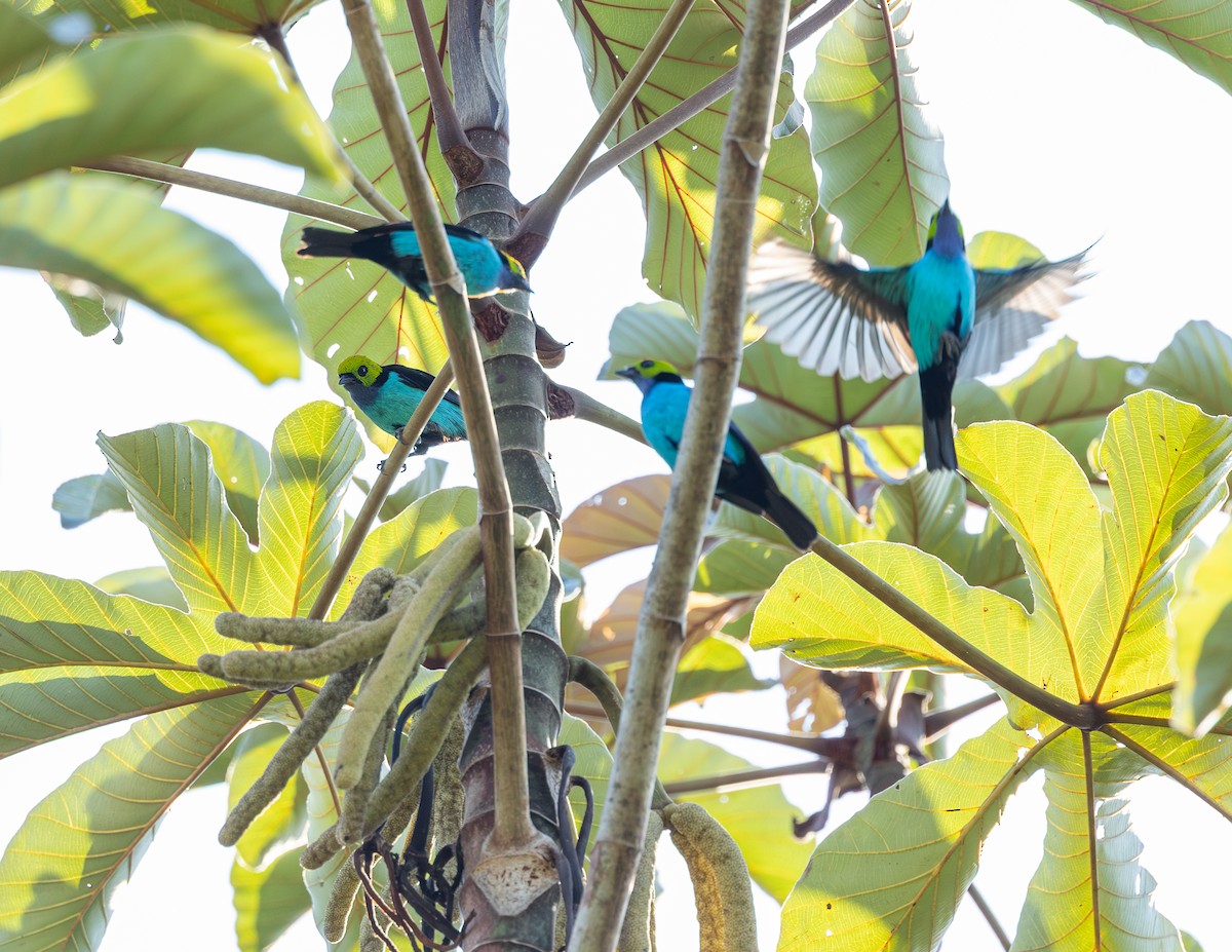Paradise Tanager - ML643790166