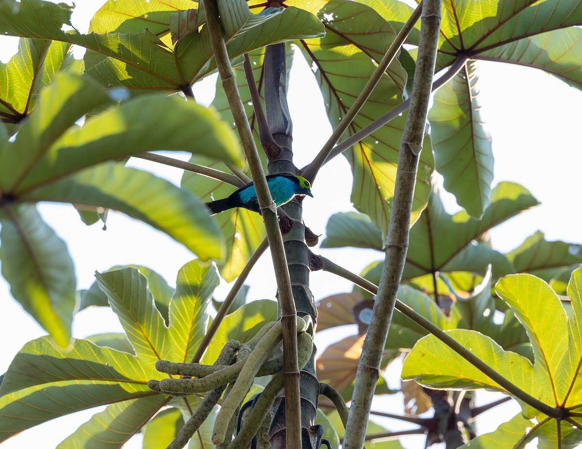 Paradise Tanager - ML643790167