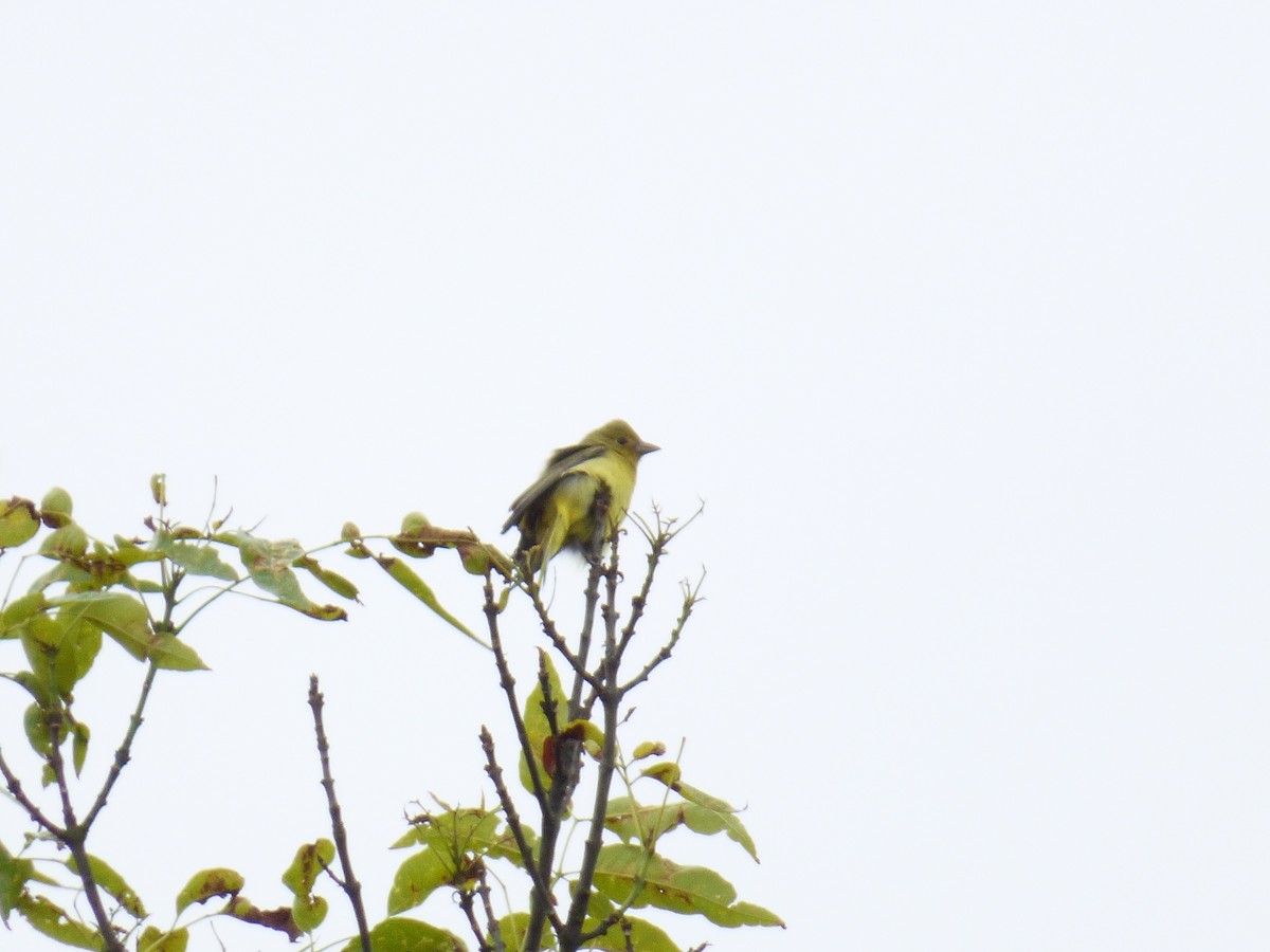 Scarlet Tanager - ML643790168