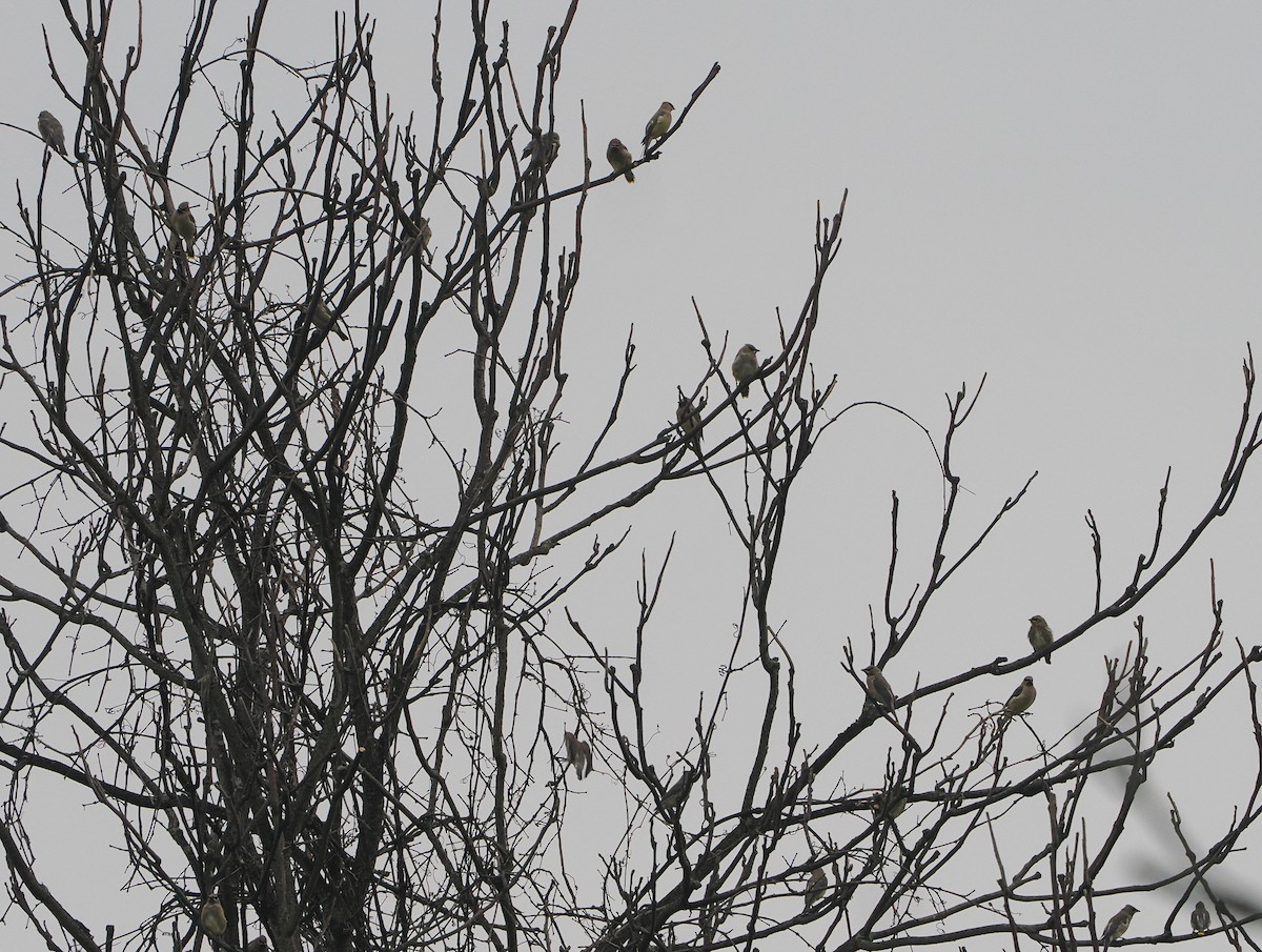 Cedar Waxwing - ML643790170