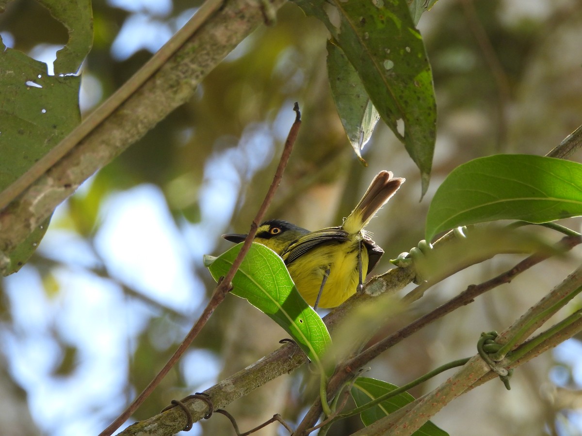 Gray-headed Tody-Flycatcher - ML643790184