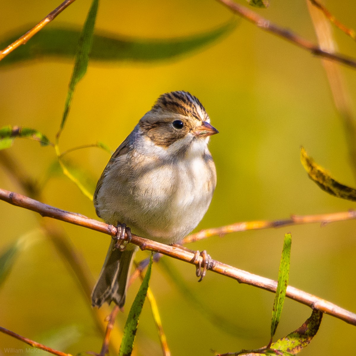 Clay-colored Sparrow - ML643790185