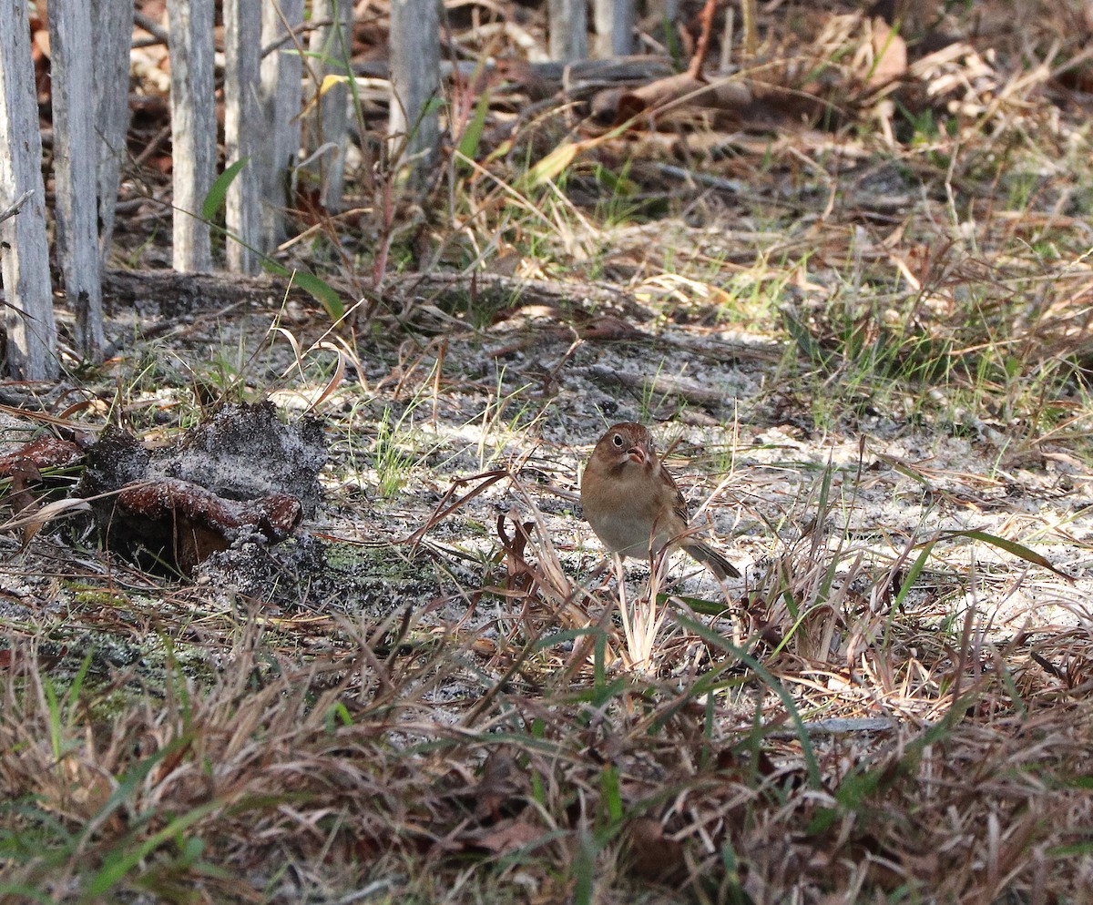 Field Sparrow - ML643790198