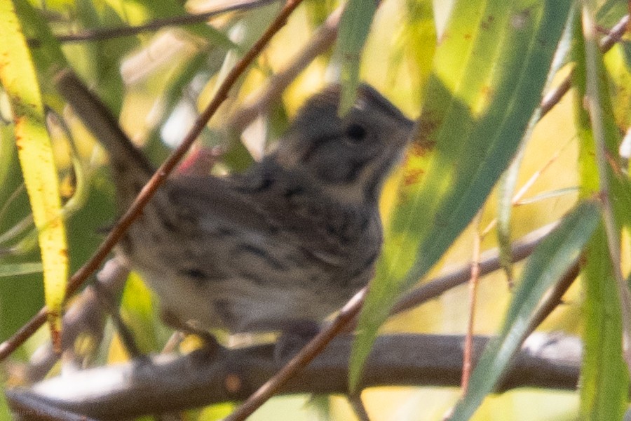 Lincoln's Sparrow - ML643790206
