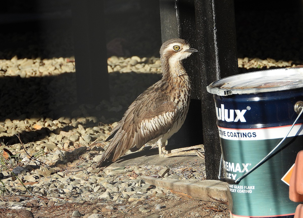 Bush Thick-knee - ML643790217