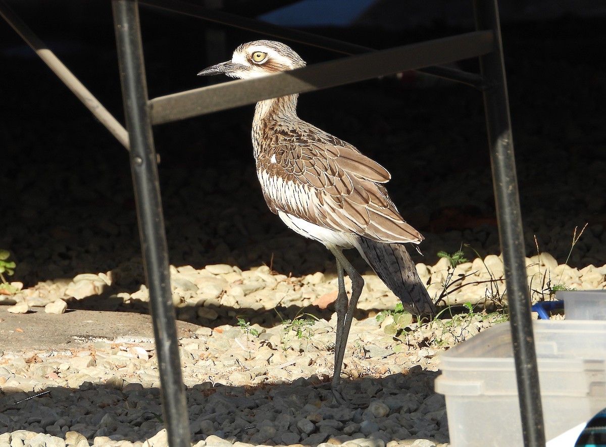 Bush Thick-knee - ML643790222
