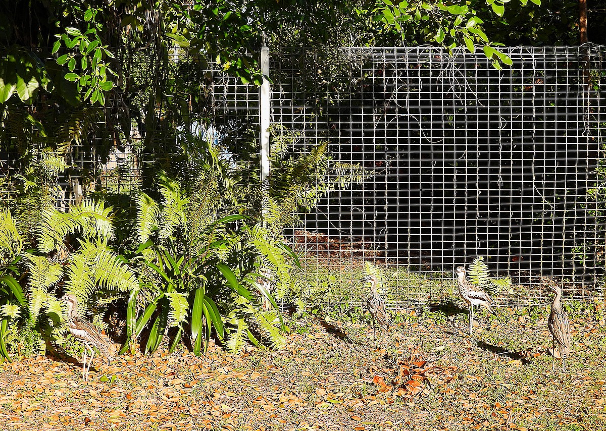 Bush Thick-knee - ML643790227