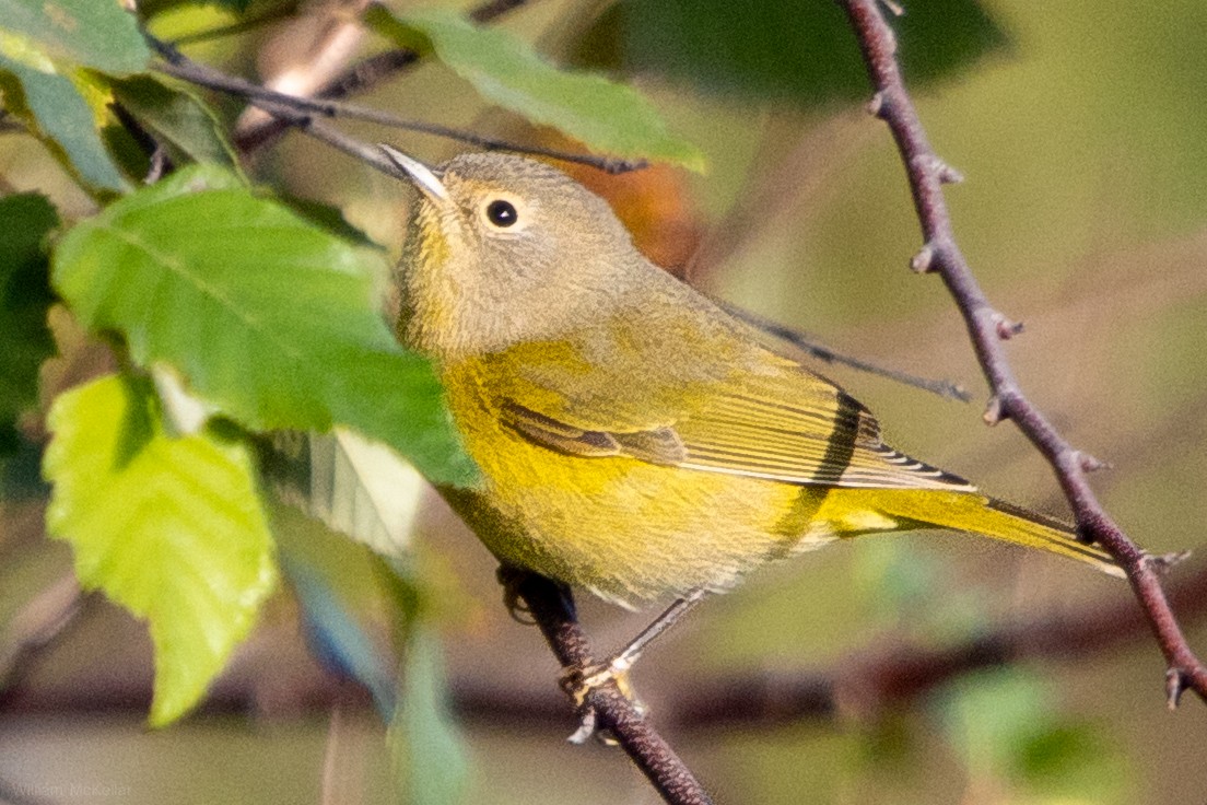 Nashville Warbler - ML643790230