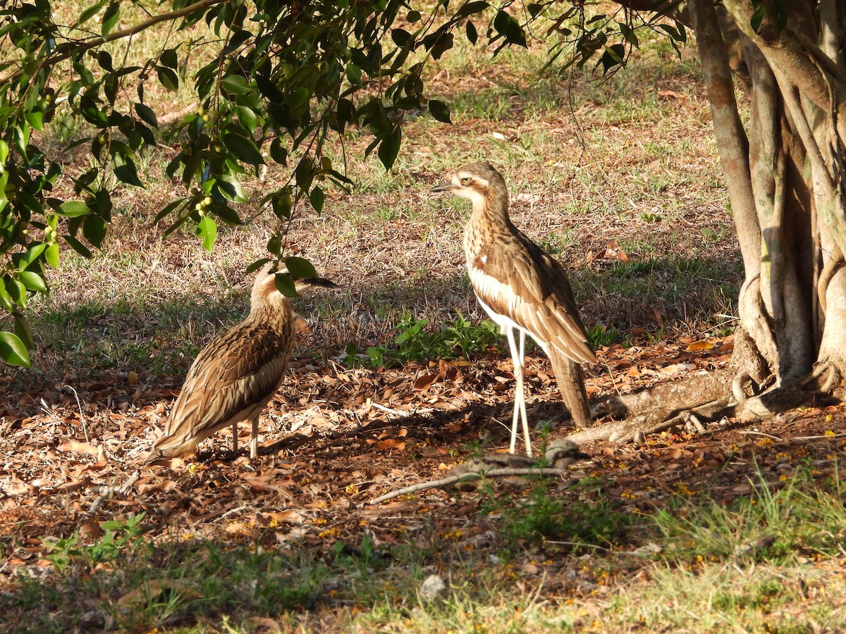 Bush Thick-knee - ML643790234