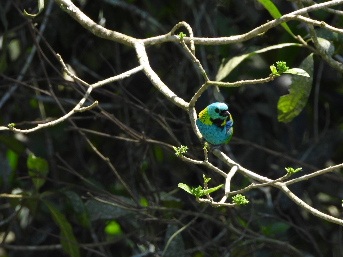 Green-headed Tanager - ML643790238