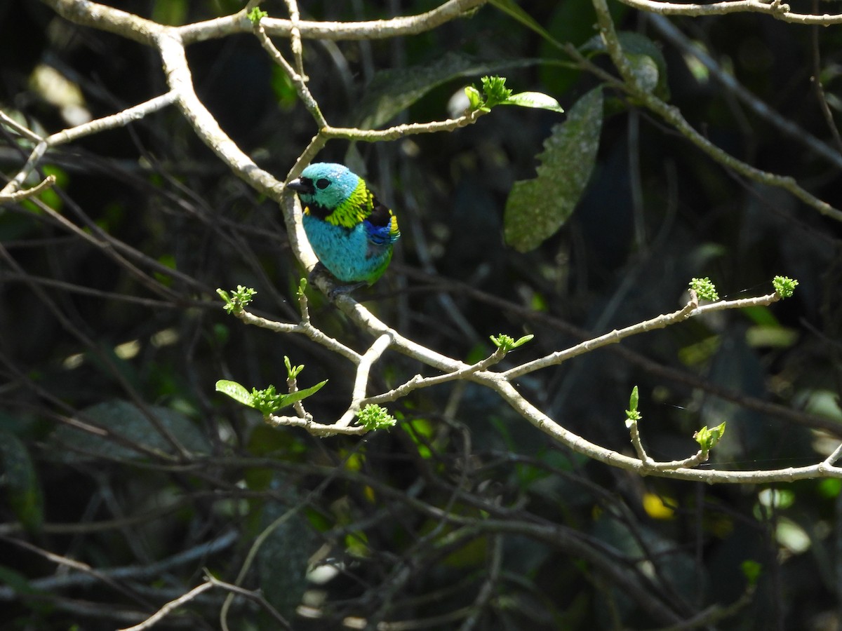 Green-headed Tanager - ML643790239