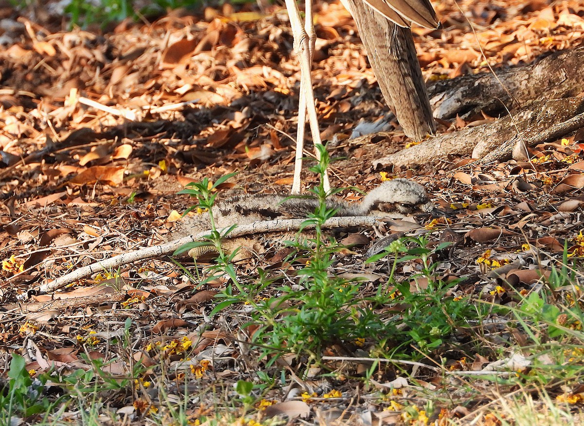 Bush Thick-knee - ML643790242