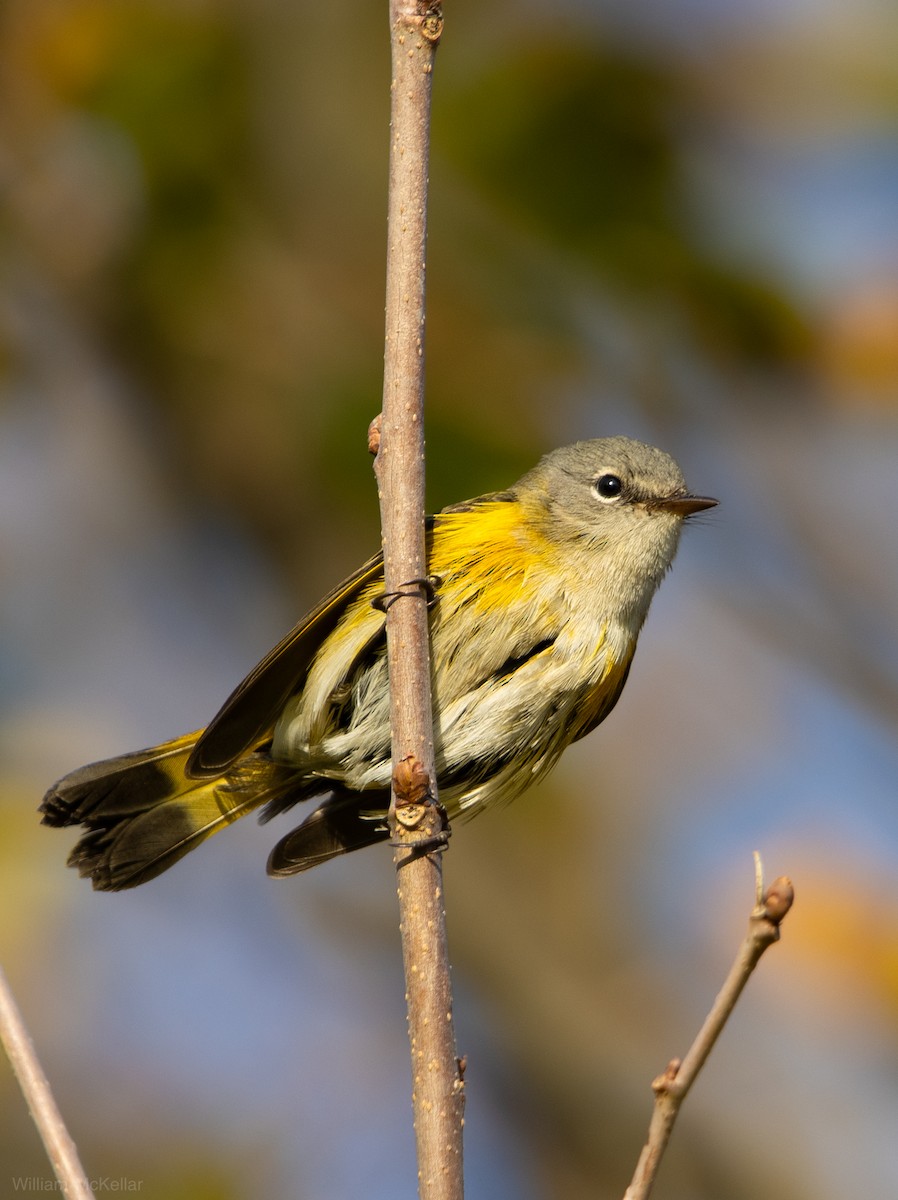 American Redstart - ML643790243
