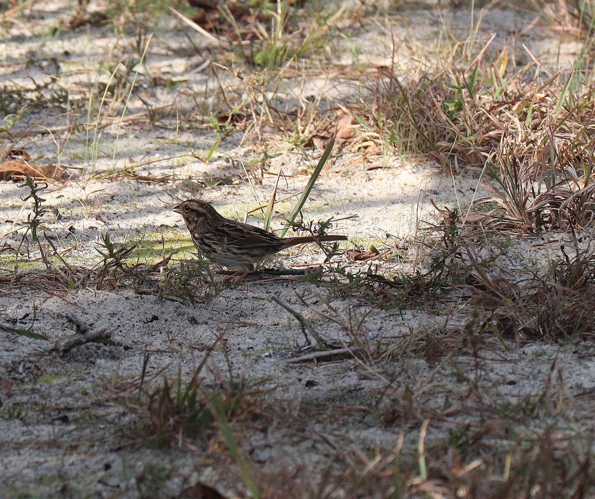 Song Sparrow - ML643790247