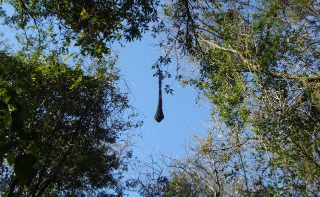 Golden-winged Cacique - ML643790261