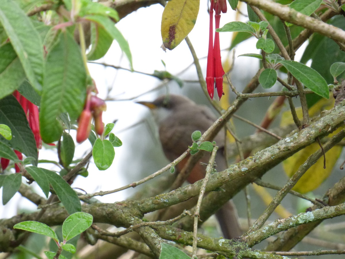 Yellow-billed Cuckoo - ML643790262