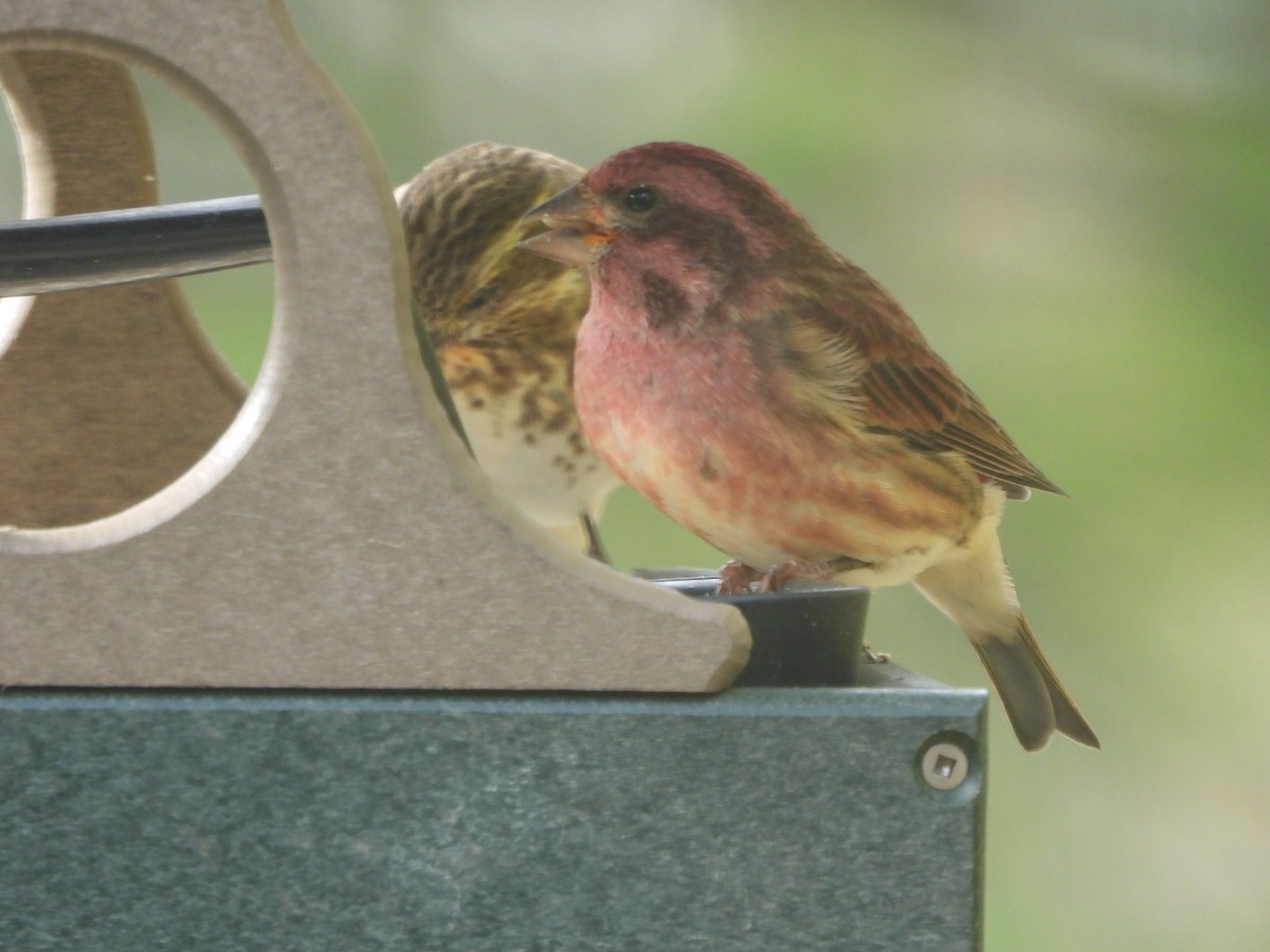 Purple Finch - ML643790263
