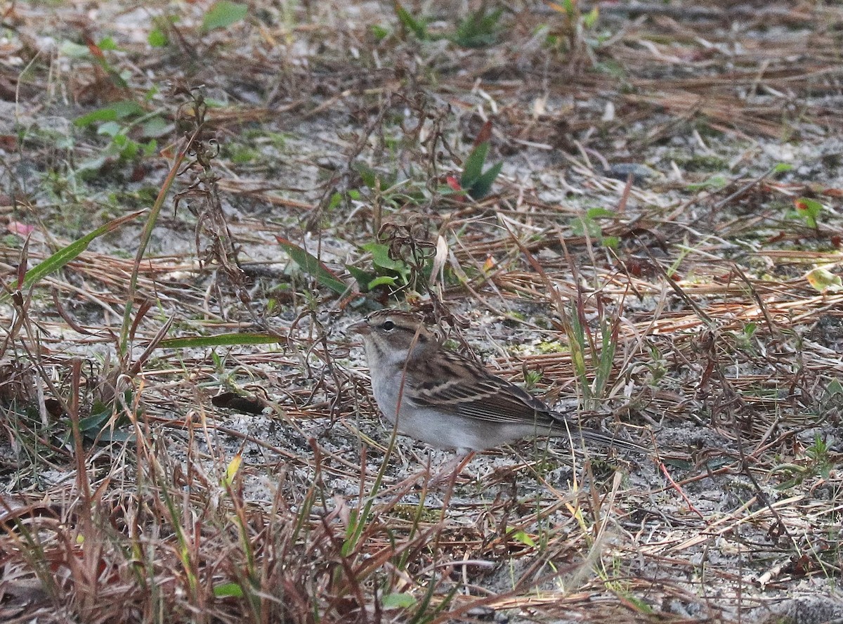 Chipping Sparrow - ML643790265
