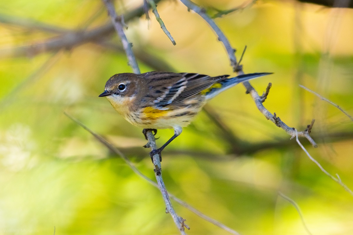 Yellow-rumped Warbler - ML643790270