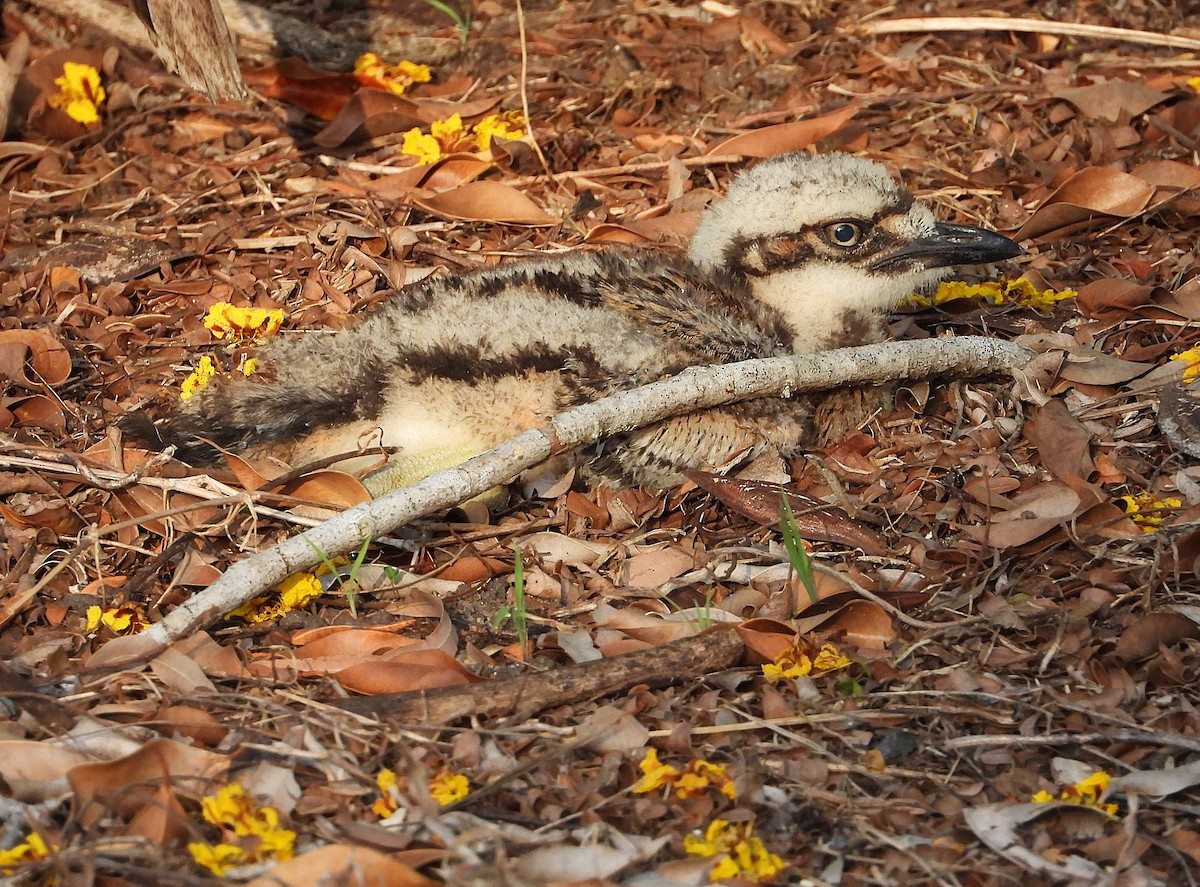 Bush Thick-knee - ML643790271