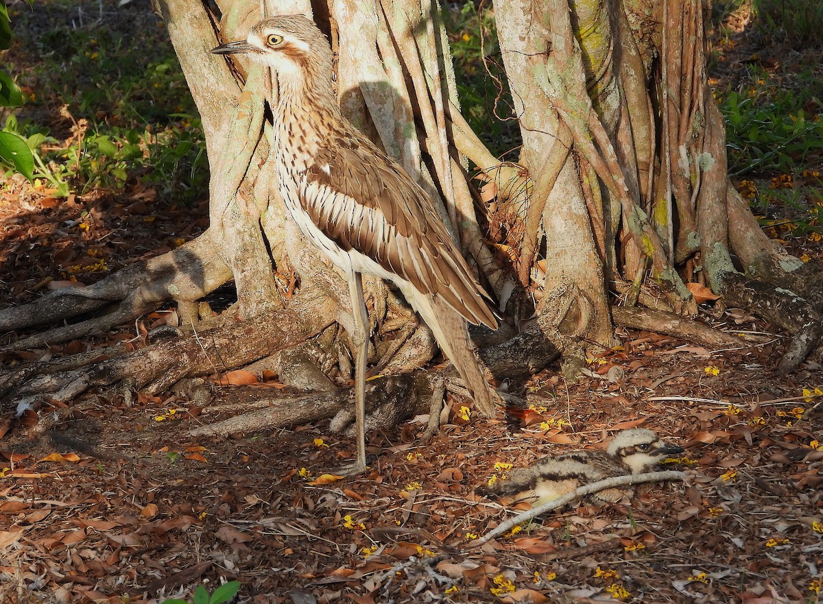 Bush Thick-knee - ML643790272