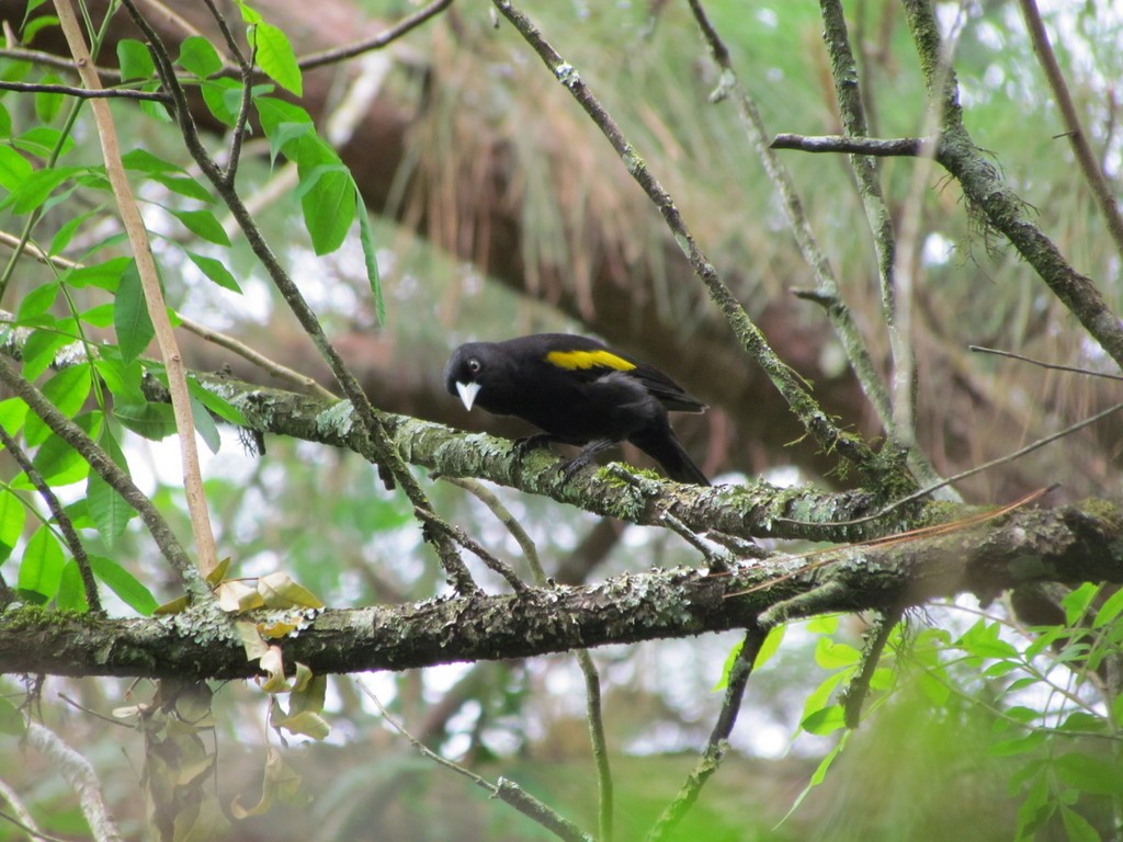 Golden-winged Cacique - ML643790276