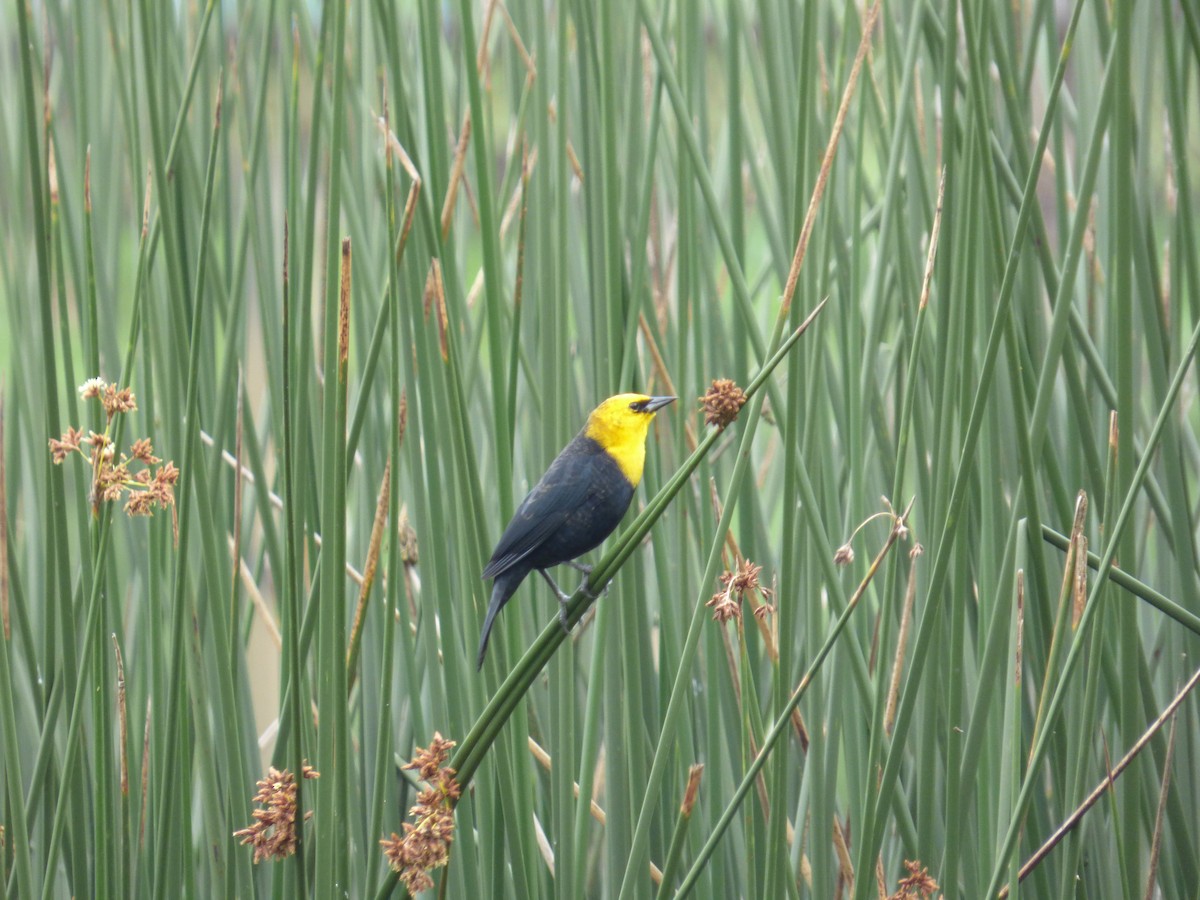 Yellow-hooded Blackbird - ML643790279