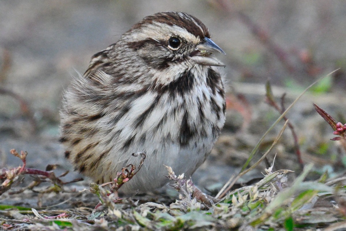 Song Sparrow - ML643790282