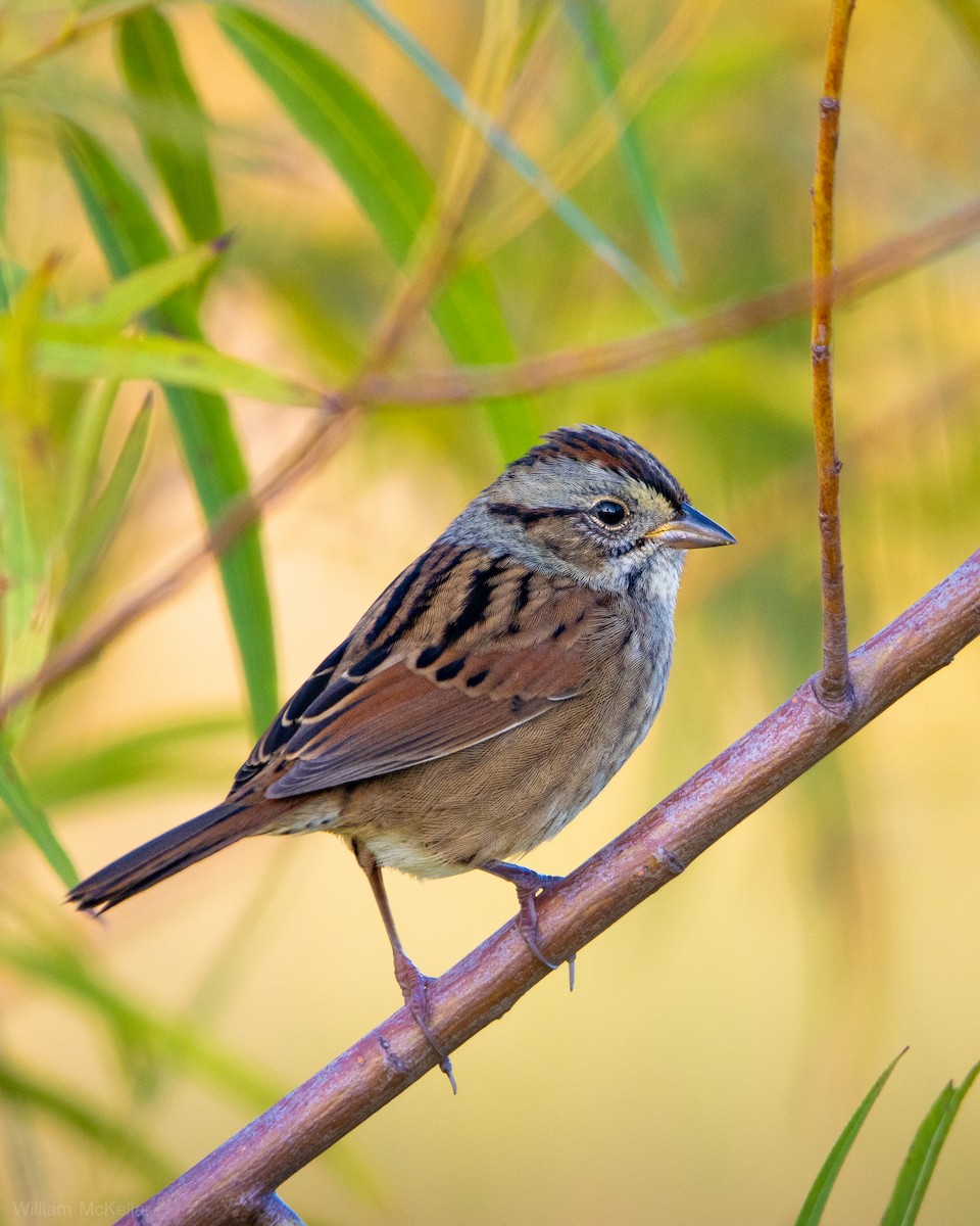 Swamp Sparrow - ML643790288