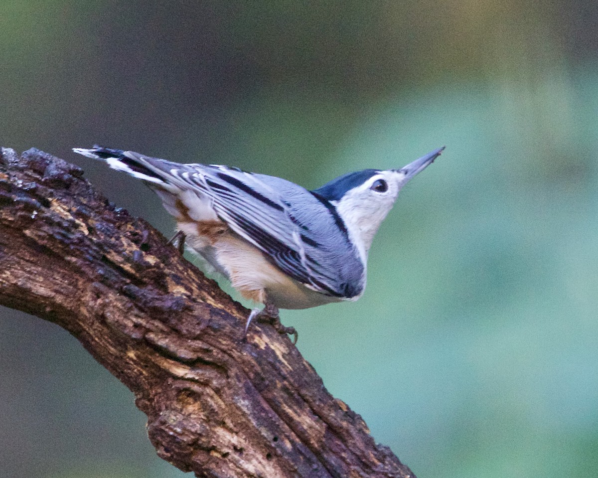 White-breasted Nuthatch - ML643790297
