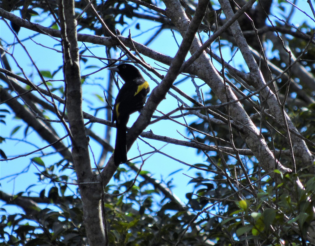 Golden-winged Cacique - ML643790306