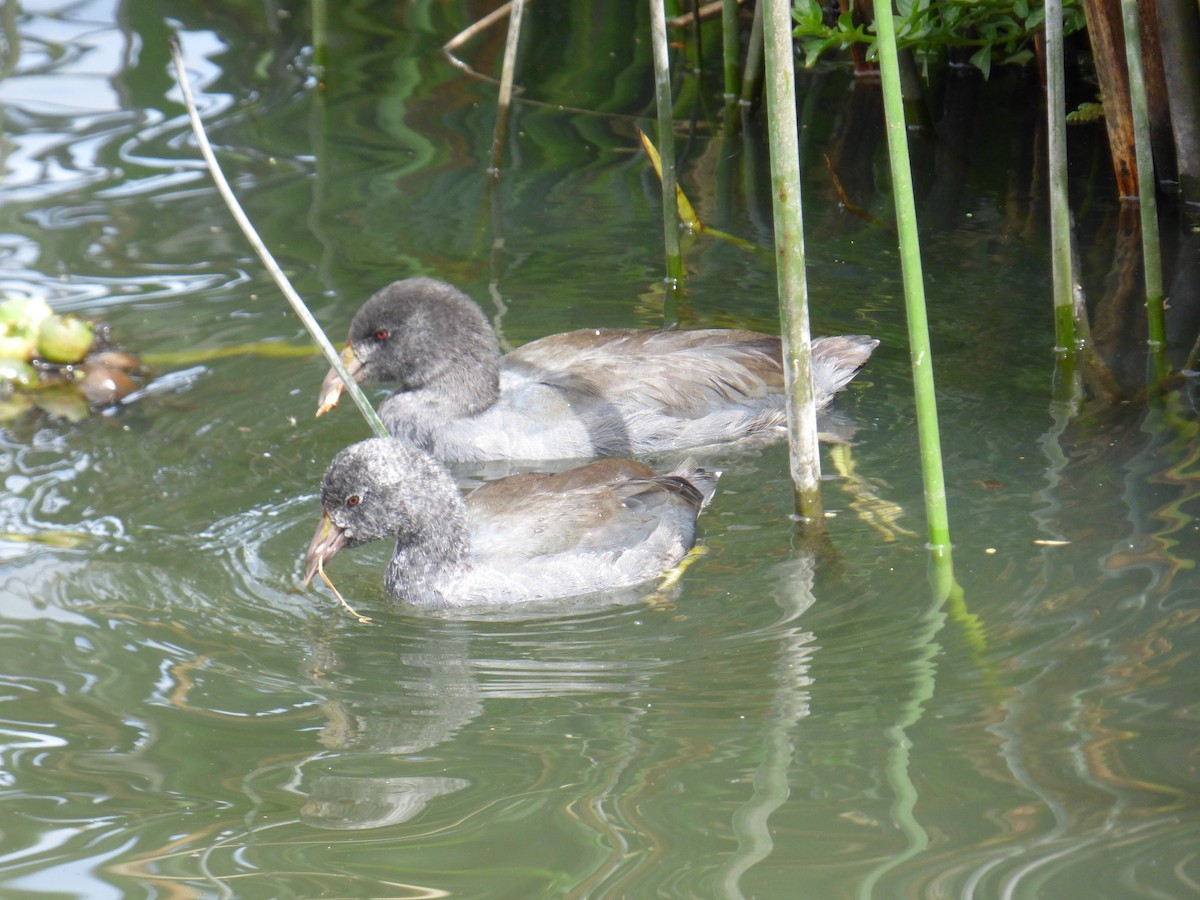 American Coot - ML643790309