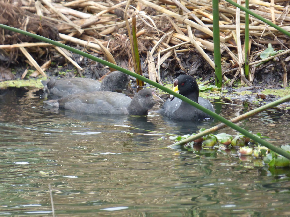 American Coot - ML643790310