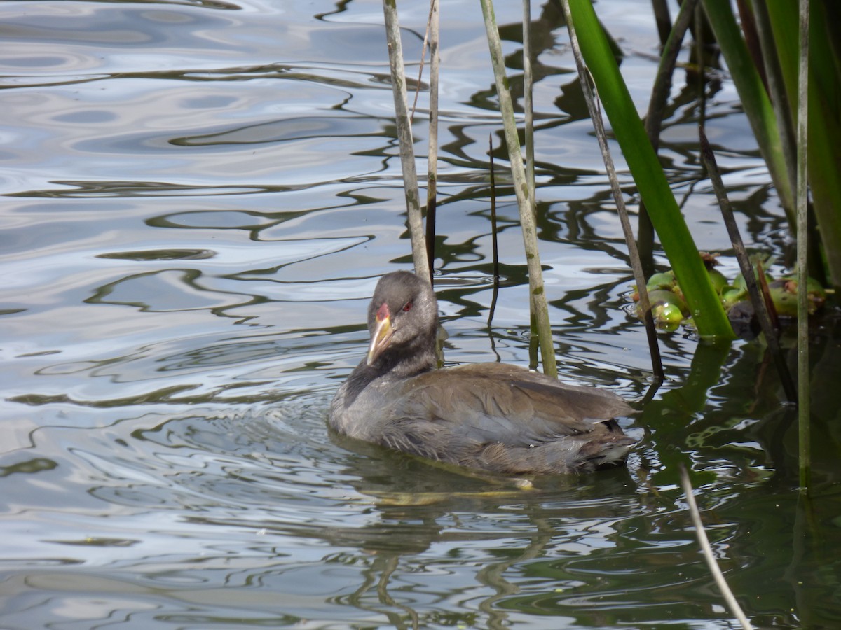 American Coot - ML643790311