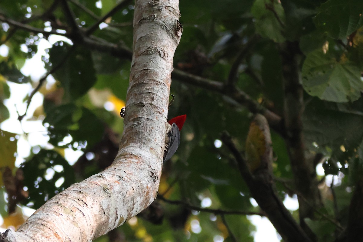 Crimson-crested Woodpecker - ML643790315