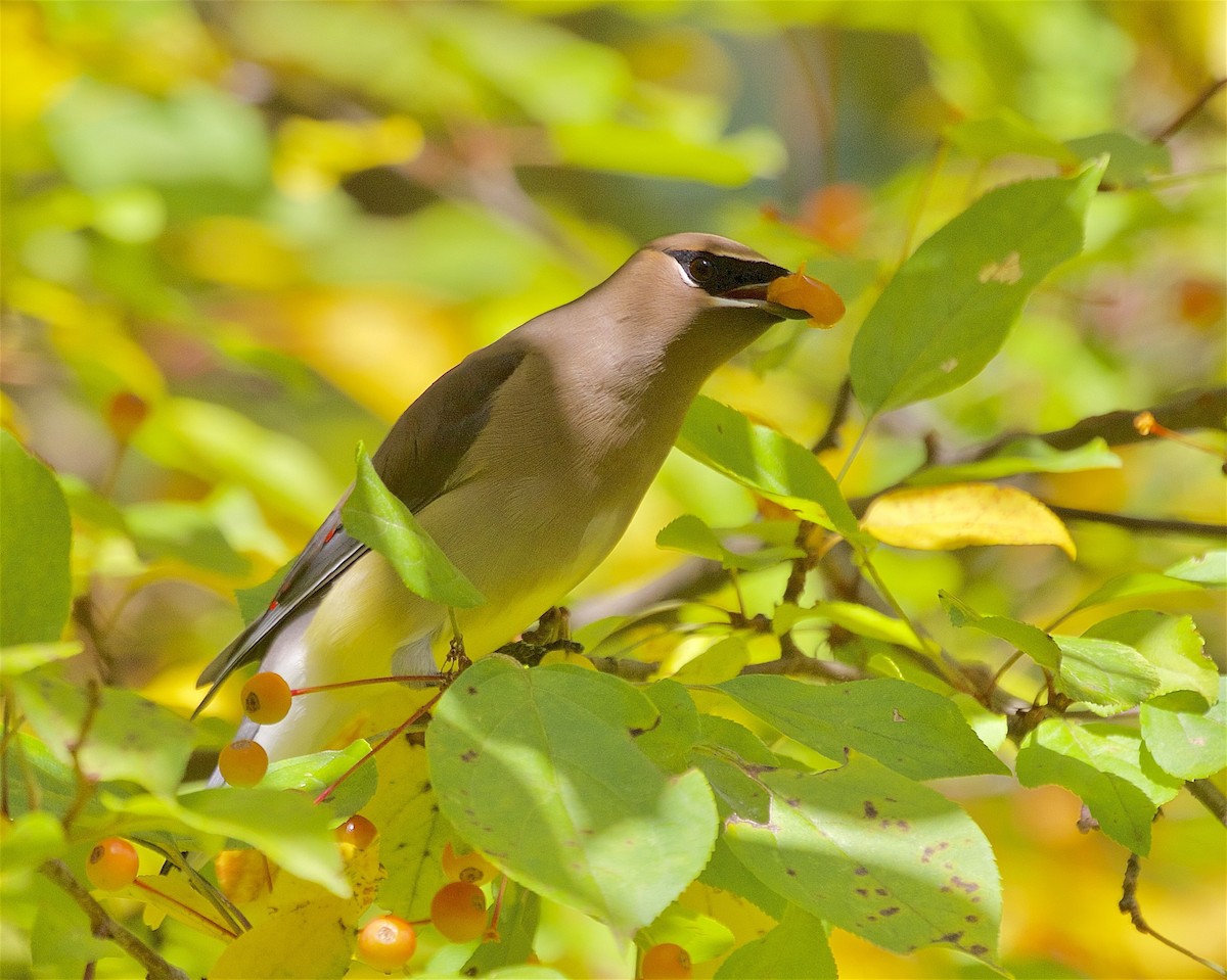 Cedar Waxwing - ML643790329