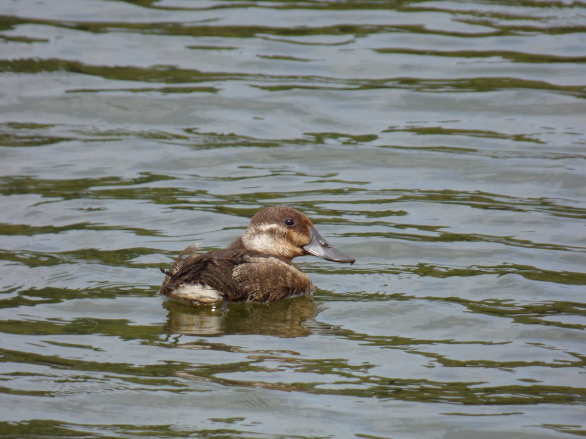 Andean Duck - ML643790330